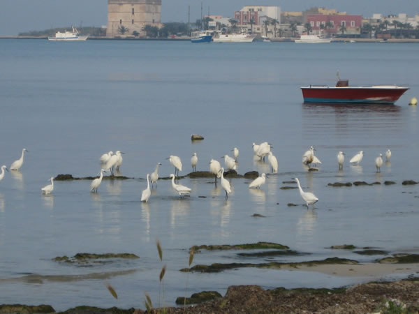 BB grekal bed porto cesareo